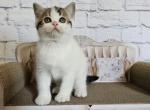 Sandy BestOfTheBest - Scottish Straight Kitten For Sale - 