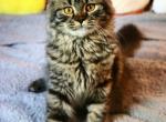 Zeus tall munchkin - Munchkin Kitten For Sale - Iva, SC, US