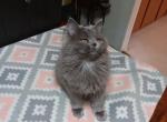 Ion  selkirk straight coat female - Selkirk Rex Kitten For Sale - Iva, SC, US