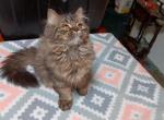 Brown Betty selkirk straight coat female - Selkirk Rex Kitten For Sale - Iva, SC, US