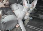 BLACK COLLAR - Sphynx Kitten For Sale - 