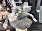 PURPLECOLLAR - Sphynx Kitten For Sale - Hebron, OH, US