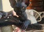 PINK COLLAR - Sphynx Kitten For Sale - 