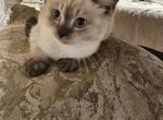 Simon - Scottish Straight Kitten For Sale - 