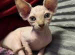 Ivy - Sphynx Kitten For Sale - Miami, FL, US