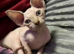 Ivy - Sphynx Kitten For Sale - 