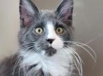 Cassie - Maine Coon Kitten For Sale - 