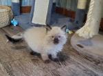 Seal point Balinese kittens - Balinese Kitten For Sale - 