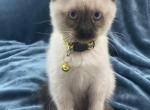 Male Seal Point Siamese - Siamese Kitten For Sale - Ypsilanti, MI, US