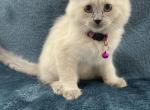 Female Long Haired Siamese - Siamese Kitten For Sale - Ypsilanti, MI, US