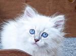 Zarina - Siberian Kitten For Sale - Houston, TX, US