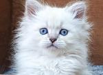 Zlat - Siberian Kitten For Sale - Gurnee, IL, US