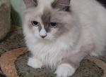 Tata - Siberian Cat For Sale - New York, NY, US