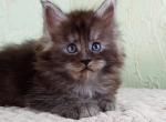 Vazhin - Maine Coon Kitten For Sale - Gurnee, IL, US