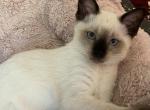 Baby Girl - Siamese Kitten For Sale - MA, US