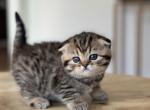 Lola - Scottish Fold Kitten For Sale - Woodland Park, CO, US