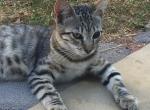 Wei - Domestic Kitten For Adoption - 