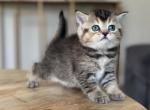 Jazzy - Scottish Straight Kitten For Sale - Woodland Park, CO, US