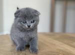 Loue - Scottish Fold Kitten For Sale - 