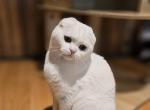 Nelly BestOfTheBest - Scottish Fold Kitten For Sale - 