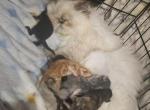 Bixby - Persian Kitten For Sale - Beavercreek, OR, US