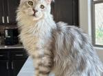 Elvis - Maine Coon Kitten For Sale - Los Angeles, CA, US