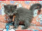 Altaria of the Pokemon Ruby Litter - Siberian Kitten For Adoption - Tampa, FL, US