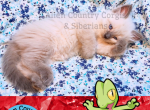 Treecko from the Pokemon Ruby Litter - Siberian Kitten For Adoption - 