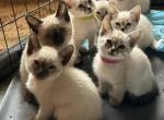 Siamese kittens lucky seven - Siamese Kitten For Sale - Worcester, MA, US