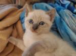 Siamese Kitten BLue Point Baby Boy - Siamese Kitten For Sale - 