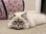 Summer - Himalayan Kitten For Sale - Ligonier, PA, US