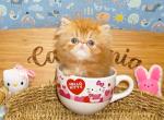 2 Persian Kittens - Persian Kitten For Sale - 