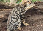 Dante - Bengal Kitten For Sale - 