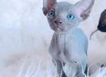 Cleo - Sphynx Kitten For Sale - 