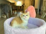 Leo Golden shaded - British Shorthair Kitten For Sale - Fontana, CA, US