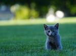 Maggie - Scottish Fold Kitten For Sale - Quincy, MA, US