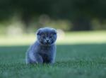 Maisie - Scottish Fold Kitten For Sale - 