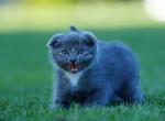 Milo - Scottish Fold Kitten For Sale - Quincy, MA, US