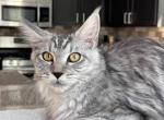 Ella - Maine Coon Kitten For Sale - Los Angeles, CA, US