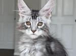 Hunter - Maine Coon Kitten For Sale - Los Angeles, CA, US