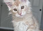 Hugo - Maine Coon Kitten For Sale - Los Angeles, CA, US