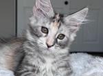 Hazel - Maine Coon Kitten For Sale - Los Angeles, CA, US