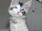 Holly blue eyed - Maine Coon Kitten For Sale - 