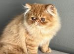 Ollie - Persian Kitten For Sale - Vancouver, WA, US