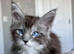 Jasmine Blue eyed - Maine Coon Kitten For Sale - Los Angeles, CA, US