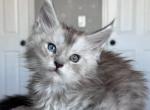 Jasper Odd eyed - Maine Coon Kitten For Sale - Los Angeles, CA, US