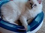 Charlotte's Blue Mitted Boy White Collar - Ragdoll Kitten For Sale - New York, NY, US