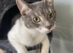 August - Domestic Cat For Adoption - Doraville, GA, US