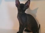 Onxy female Sphynx - Sphynx Kitten For Sale - Boston, MA, US