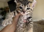 Savannah lynx - Savannah Kitten For Sale - Huntingtn Bch, CA, US